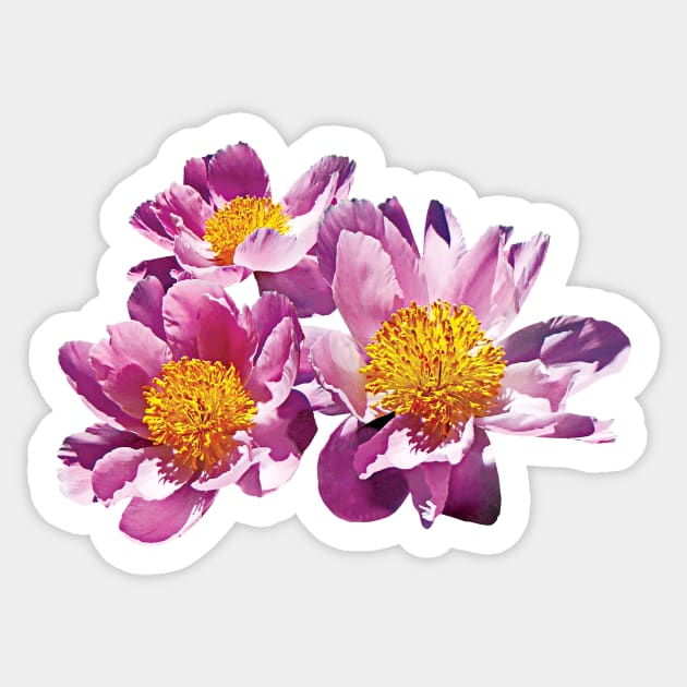 Peonies - Pale Pink Peonies Sticker by SusanSavad